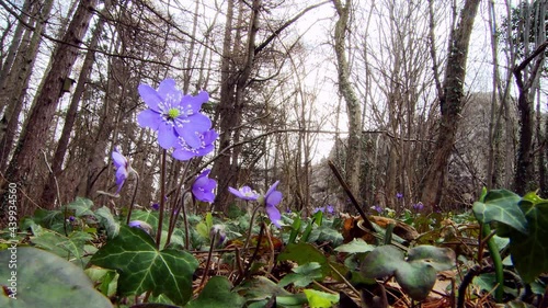 Flowering Liverwort, Hepatica nobilis during spring in sweden