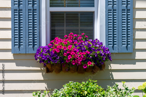 Bright pink and purple petunias in a hayrack planter seen in Niagara on the Lake, Canada, a popular weekend destination near Toronto and home to the Shaw Festival. photo