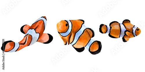 Watercolor illustration of an orange clown fish. Salt water exotic amphiprion fish isolated on white background.