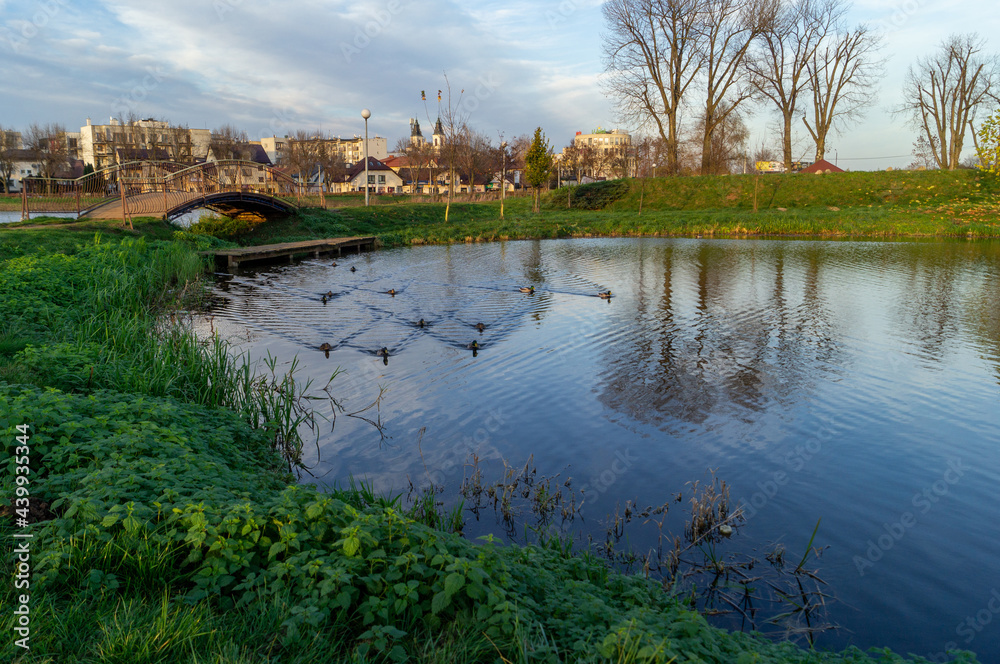 Fototapeta premium the river in the park with ducks