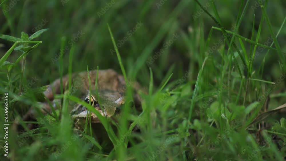 A brown frog sits in the green hall and looks at the camera A brown frog sits in the green hall and looks at the camera