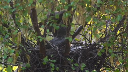 Hooded crow flying in, feeding its two chicks, collecting their fecal sac, then flying away photo