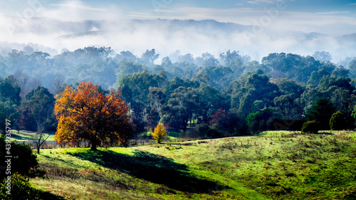 Canvas Print Mesmerizing view of autumn trees in Yarra Valley on a foggy morning in Victoria,