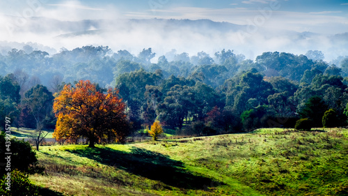 Mesmerizing view of autumn trees in Yarra Valley on a foggy morning in Victoria, Australia photo