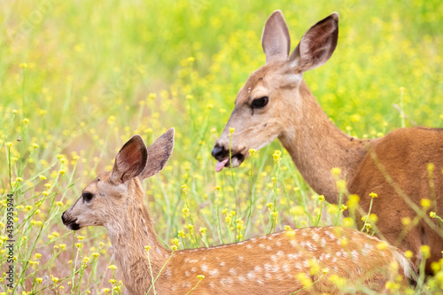 Mother and Baby Deer in Santa Barbara County California