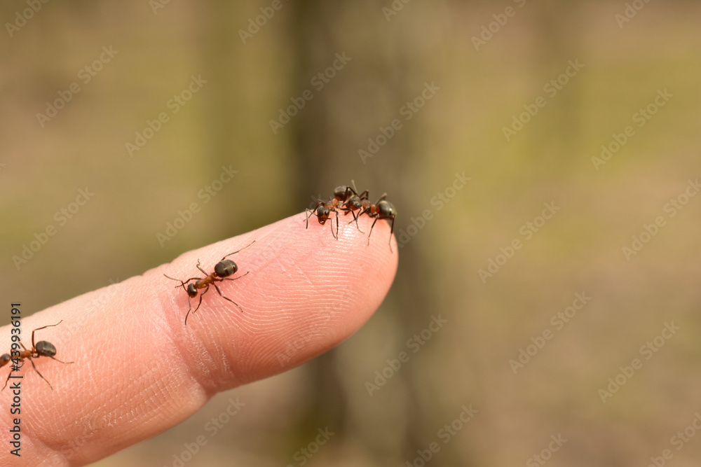 Several ants run over the man's finger in search of salvation.