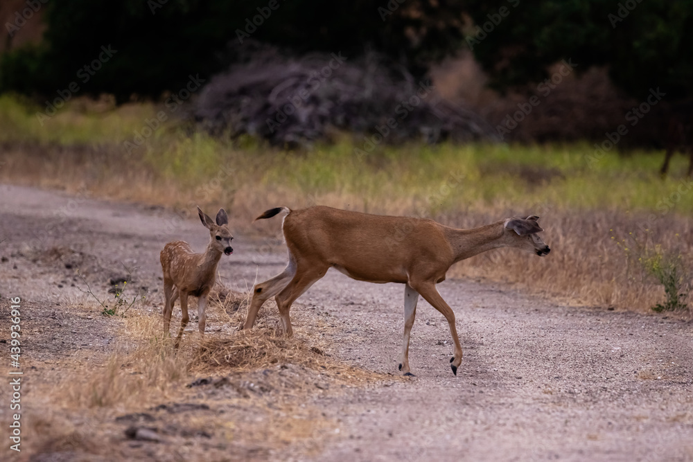 Fototapeta premium Wildlife Crossing Road in Santa Barbara County
