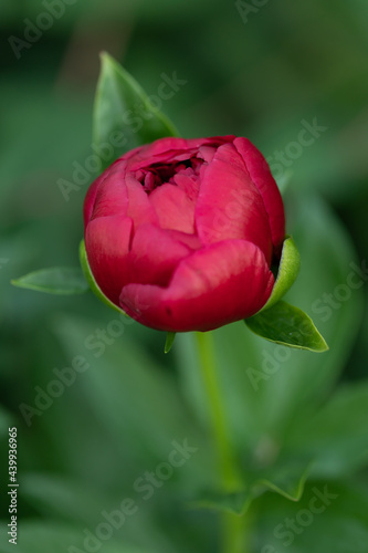 Blooming peony on a natural green background. Summer background. Beautiful red peony.