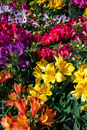 MMulticolored alstroemerias at the spring flower market as beautiful natural background