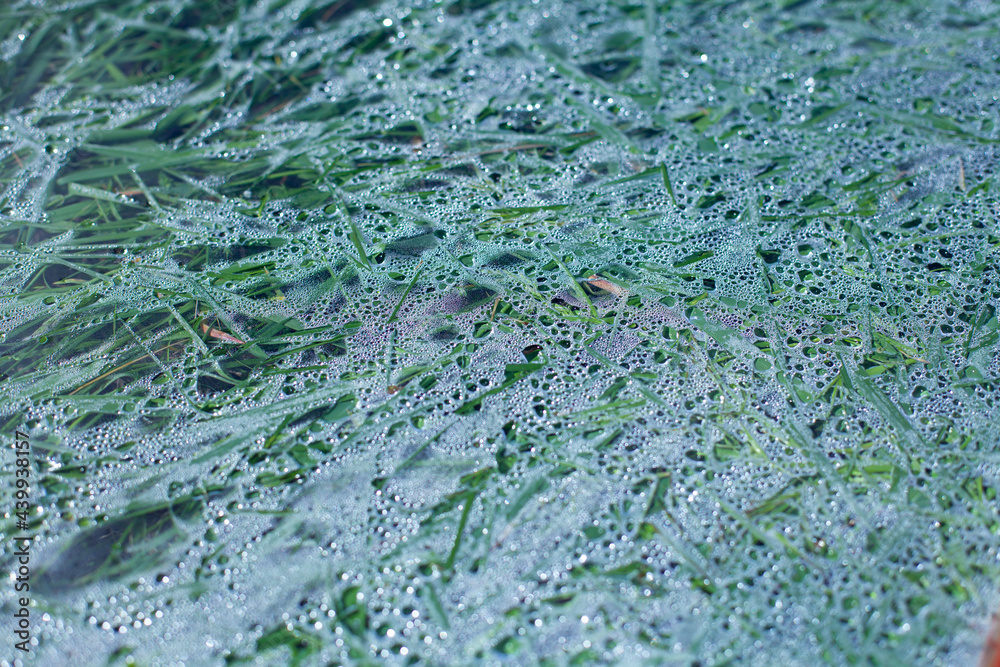 Obraz premium large horizontal photo. summer time. green grass covered with glass after rain. perspiration. large glass on the grass. hot weather.