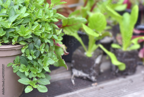 leaf of oregano plant growing in a flower pot with seedlings