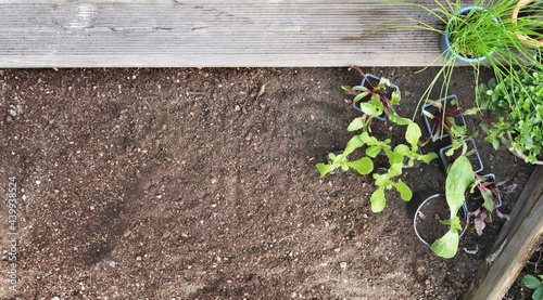 vegetable seedlings and aromatic plant