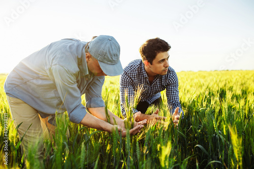 Two farm workers are checking the quality of the new crop wheat spikelets and plan the time of harvesting. Two generations farmers are working together in the wheat field. Father and son farmers.