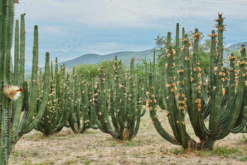 Huerto de cactus que dan ricas pitayas, bolas con espinas sobre los órganos en un día nublado photo