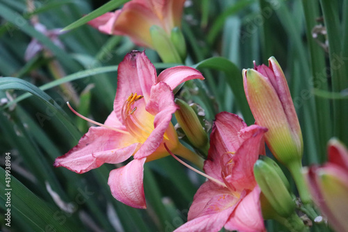 pink lily flower