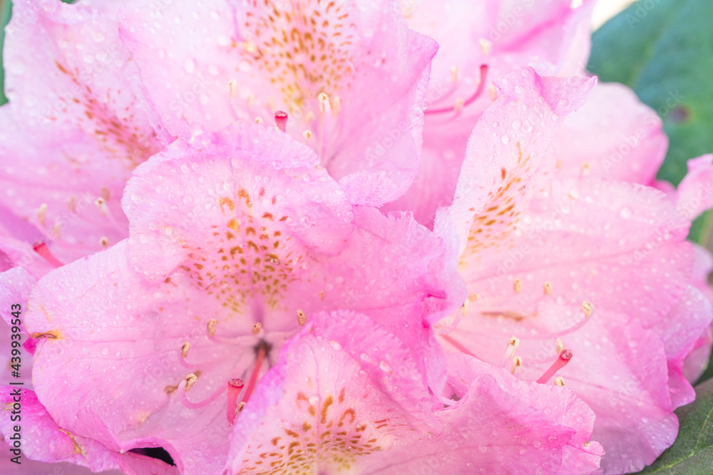 alpine rose close-up. Pink rhododendron has blossomed. Beautiful background. alpine rose close-up. Pink rhododendron has blossomed. Beautiful background.