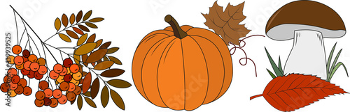 autumn mushroom pumpkin fallen leaves mountain ash vector background