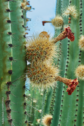 Huerto de cactus que dan ricas pitayas, bolas con espinas sobre los órganos en un día nublado photo