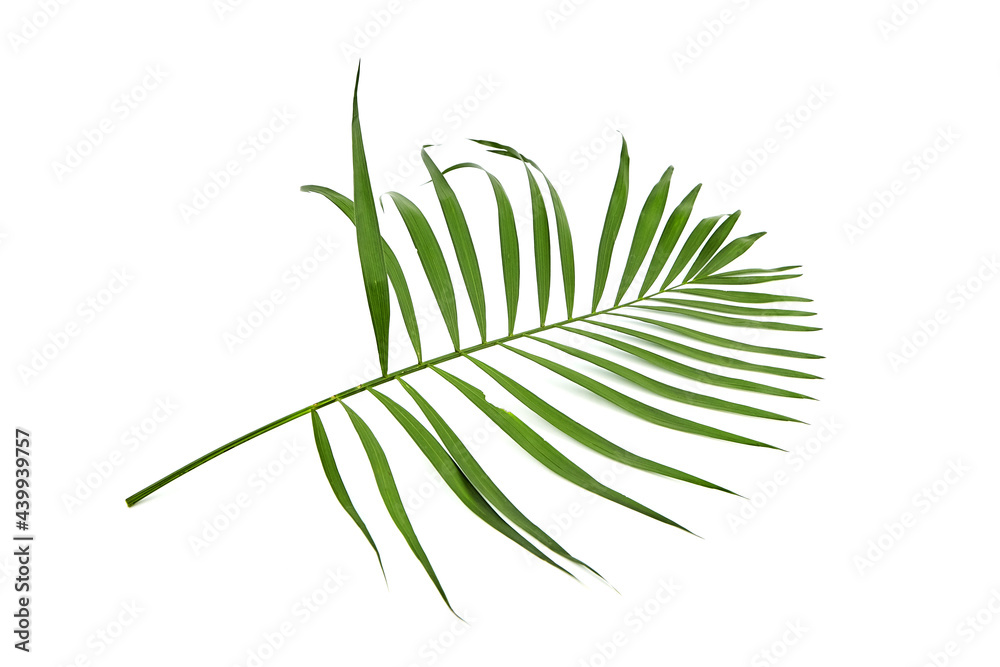 Palm leaf isolated on white background. Houseplant leaf
