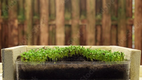 Growing plants in timelapse, sprouts germination newborn microgreen cress salad plant in greenhouse agriculture 