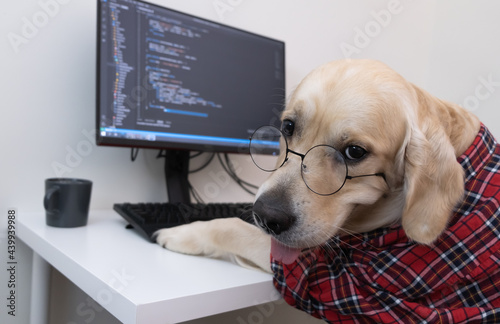 Photography A dog in glasses and a red shirt sits at a computer and writes a program