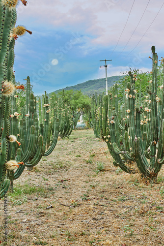 Huerto de cactus que dan ricas pitayas, bolas con espinas sobre los órganos en un día nublado photo