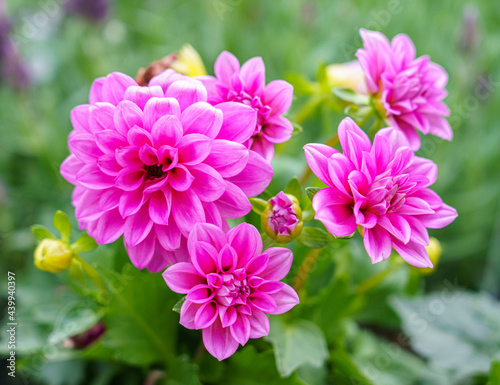 beautiful pink purple garden dahlia pinnata in full summer bloom 