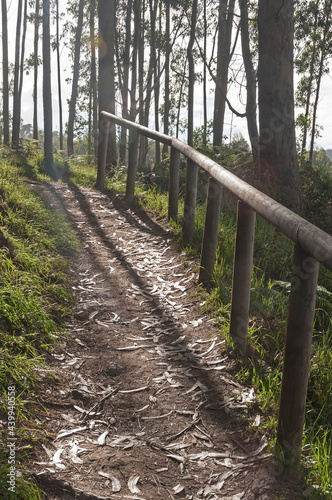 path in the woods