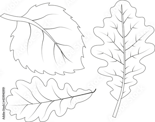 Collection of leaves. White and black autumn leaves vector