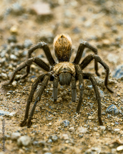 Foto Macro Araña Tarantula con pelo Dorado en el desierto Sonora de Arizona