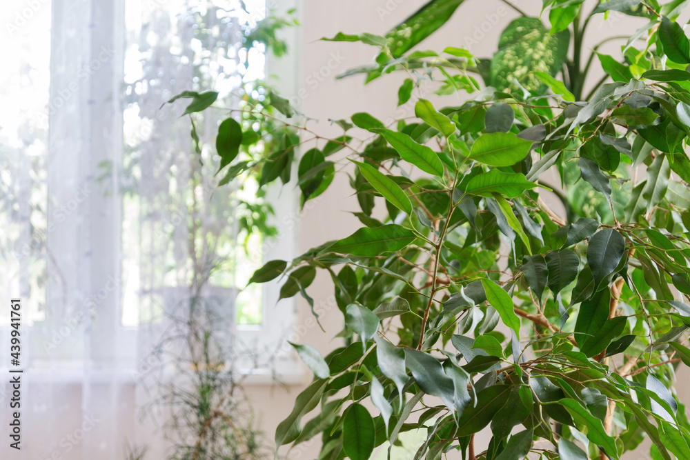 Indoor plants and trees by the window in living room with white curtains. Houseplants in home interior. Selective focus. Indoor plants and trees by the window in living room with white curtains. Houseplants in home interior. Selective focus.