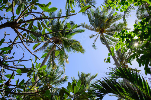 Coconut palm trees and tropical trees with green leaves against blue sky background. Exotic nature background