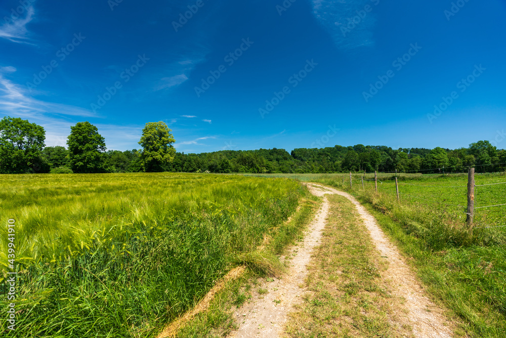 Getreidefeld mit Weg