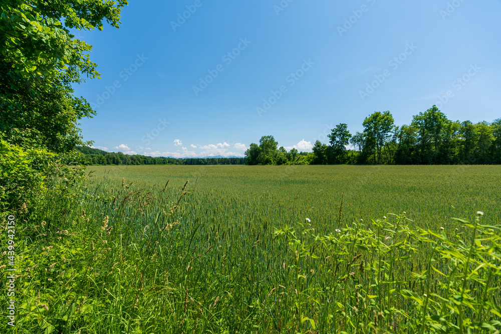 Fototapeta premium Feldwiese