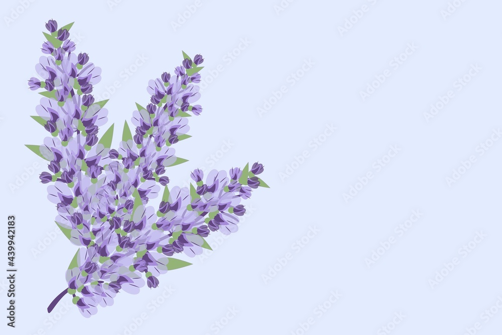 Naklejka premium Blooming purple lavender plants on a blue background. Blank for a postcard, for any text, for page design on a website or in an article