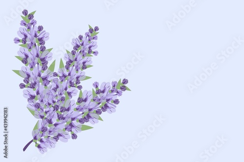 Fototapeta Naklejka Na Ścianę i Meble -  Blooming purple lavender plants on a blue background. Blank for a postcard, for any text, for page design on a website or in an article