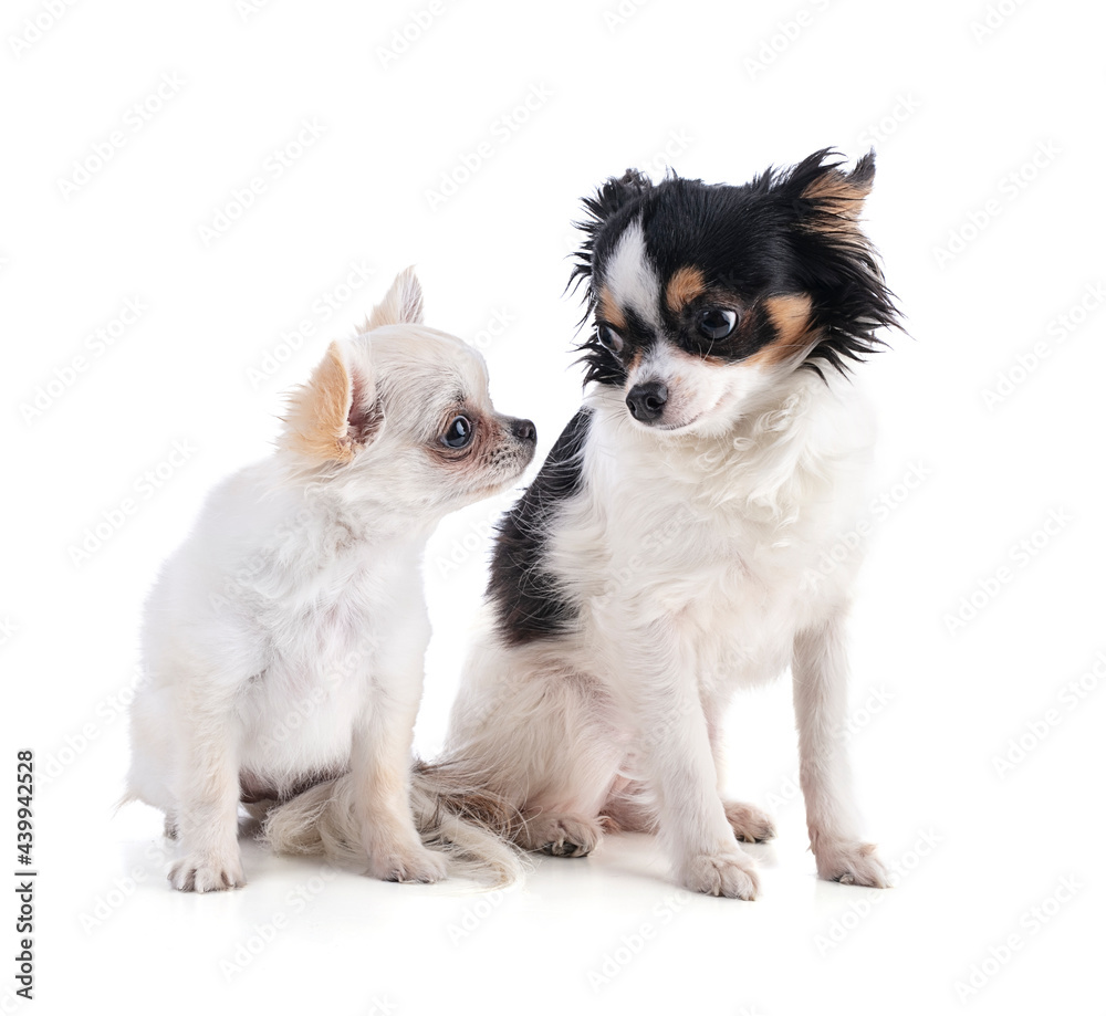 Two chihuahua puppy with long hair