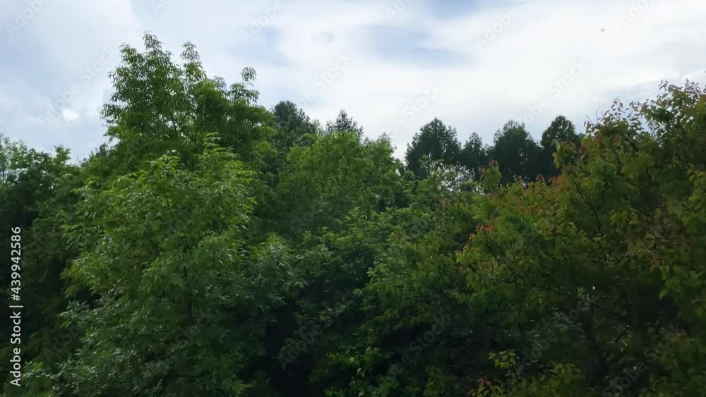Overcast weather in the city park, rainy day and nature tree background, 4k video Overcast weather in the city park, rainy day and nature tree background, 4k video