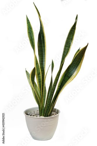 Sansevieria plant isolated on white background