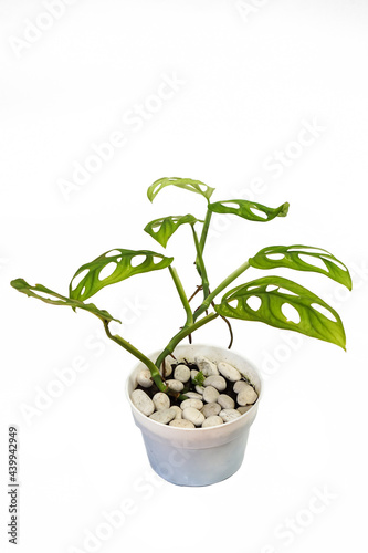 Monstera adansonii plant in white plastic pot