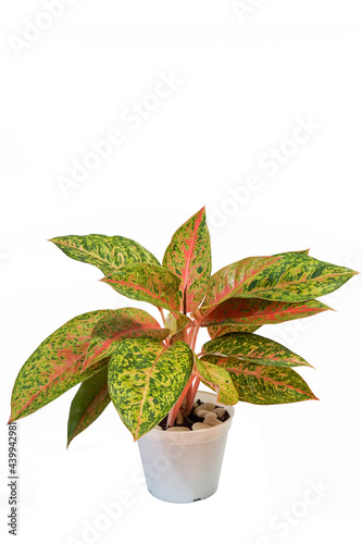 Aglaonema plant isolated on white background