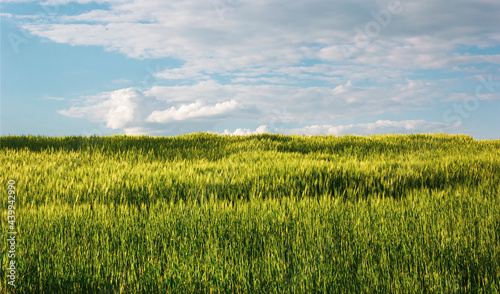 Young wheat field on a sunny day with blue sky