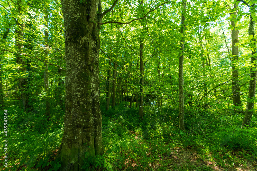 Wald im Sommer