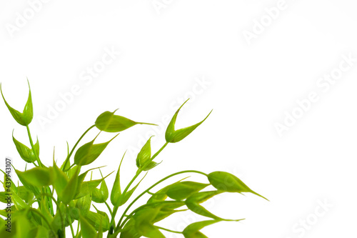 Artificial plant on a white background.