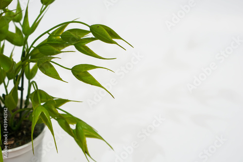 Artificial plant on a white background.