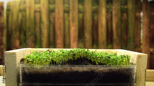 Growing plants in timelapse, sprouts germination newborn microgreen cress salad plant in greenhouse agriculture Close-up