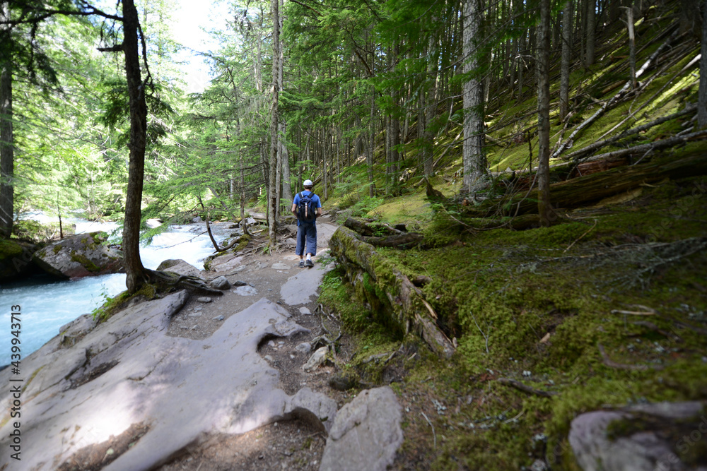 Hiker in the woods near a river in the forest, at Glacier National Park in Montana Hiker in the woods near a river in the forest, at Glacier National Park in Montana