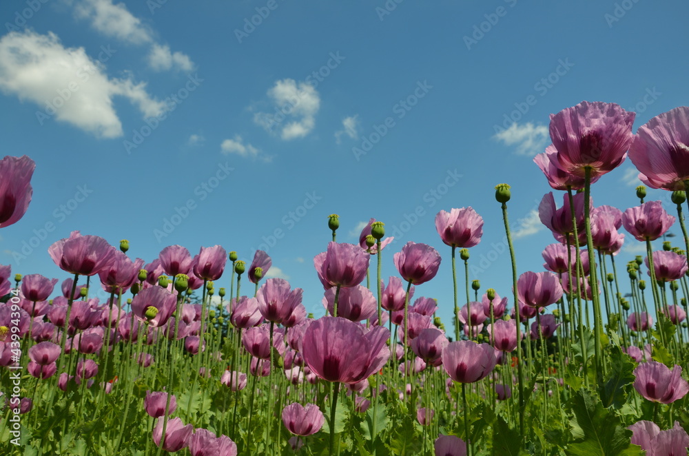 Obraz premium poppy field in bavaria, lilac poppies