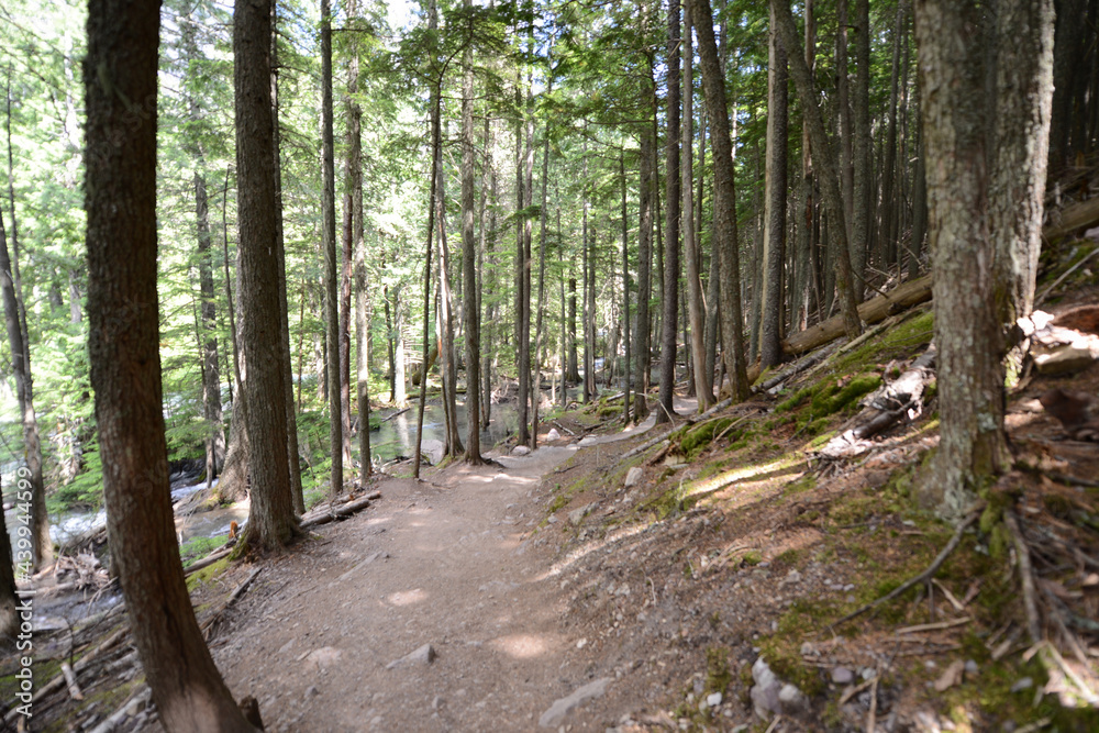 Path through the trees at Glacier National Park in Montana