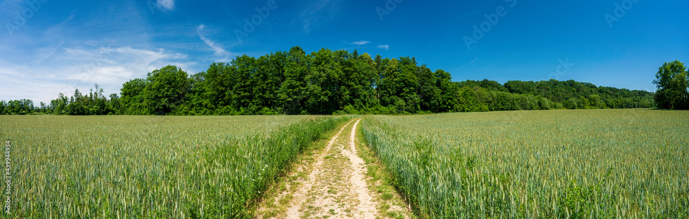 Feld und Wiesen Panorama mit Weg in Oberösterreich